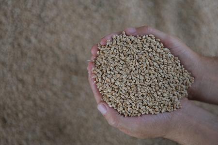 «АгроТерра» убрала озимую пшеницу за 7 дней.jpg