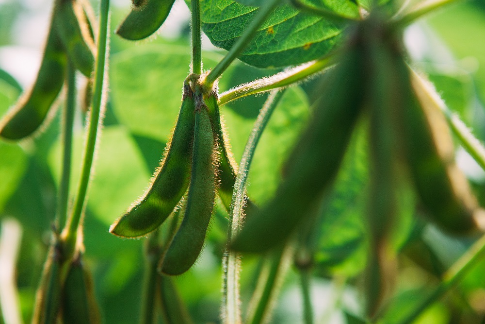 Соя АгроТерры_Курская область.jpg