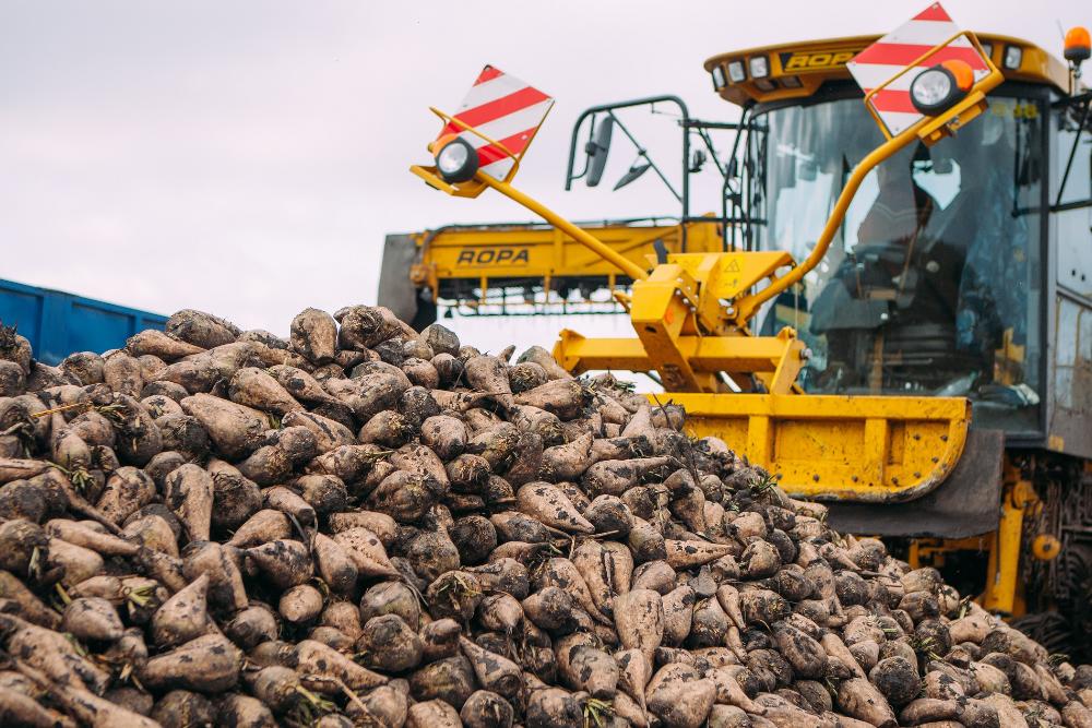 Уборка сахарной свеклы в хозяйстве АгроТерры в Курской области.jpg