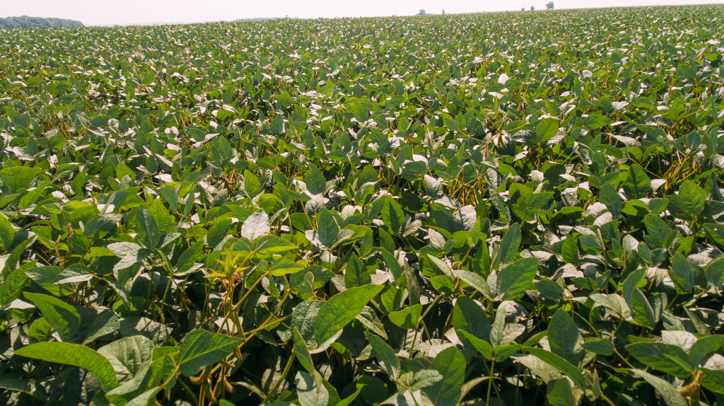 Соя_АгроТерра.jpg