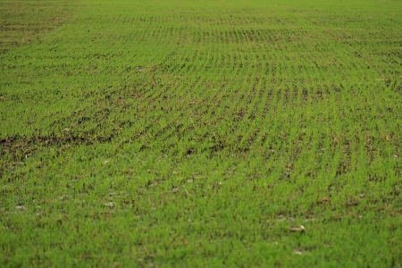 voshodi ozimoy pshenitsi-450x300.jpg